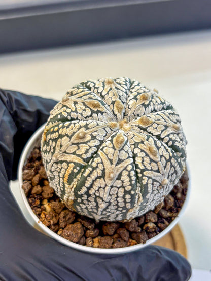 Astrophytum V Type (at5) (15) |  Sea urchin cactus