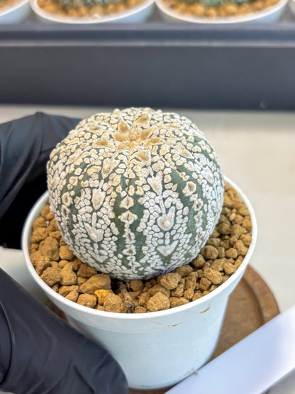 Astrophytum V-Type (at5) (y6) | Rare imported Plant