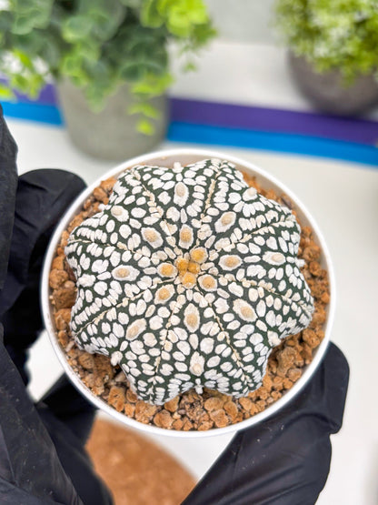 Astrophytum Star Shape (t3) (r4) | 3" Pot