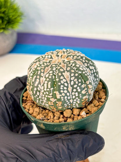 Astrophytum V Type (at2) (15) | Live Plant | Rare Collection