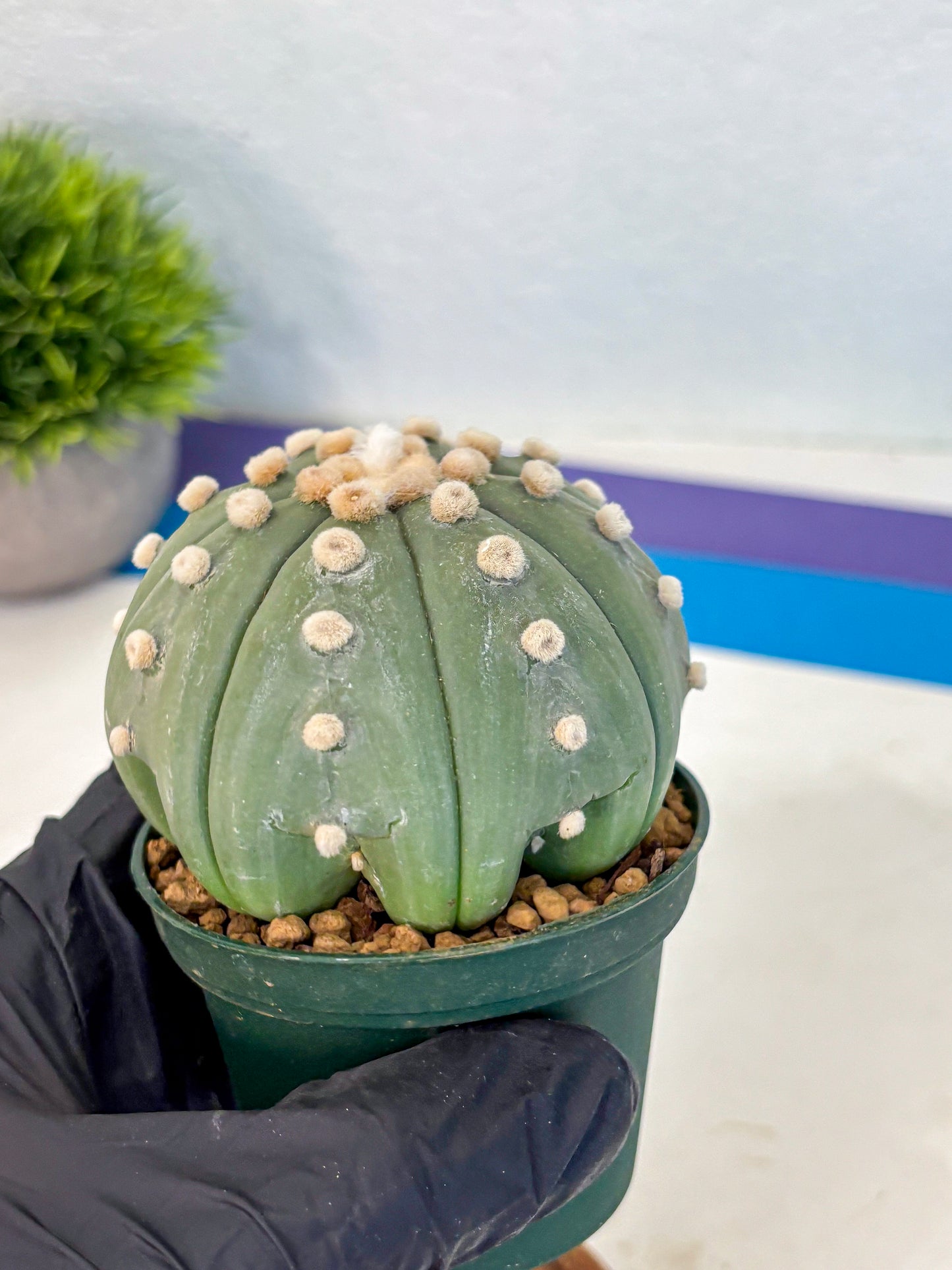 Astrophytum Oobito Nudum (at9) (15) | Cactus Plant