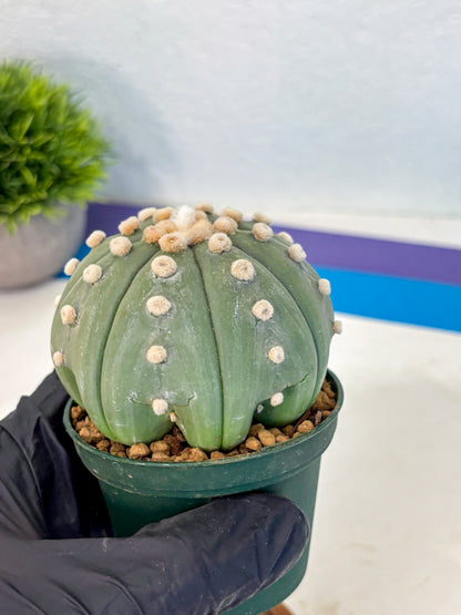 Astrophytum Oobito Nudum (at9) (15) | Cactus Plant