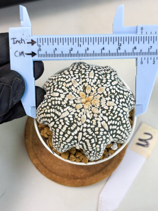 Astrophytum Star Shape (at2) (g3) | Japanese Import
