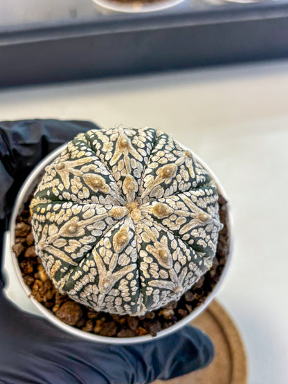 Astrophytum V Type (at5) (15) |  Sea urchin cactus