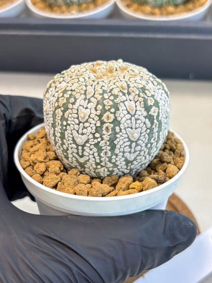Astrophytum V-Type (at5) (y6) | Rare imported Plant