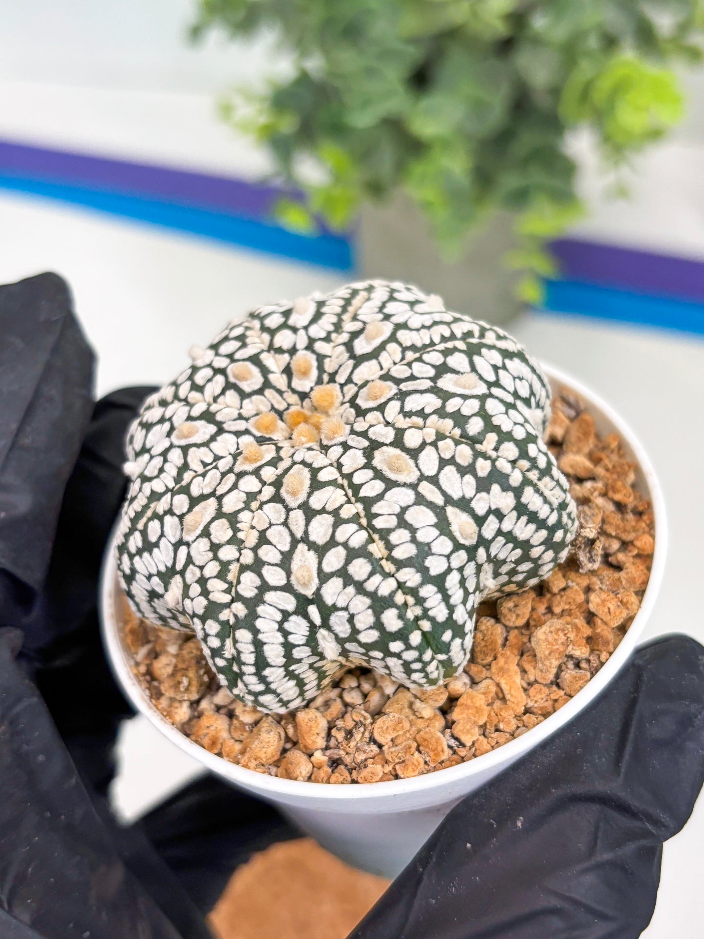 Astrophytum Star Shape (t3) (r4) | 3" Pot