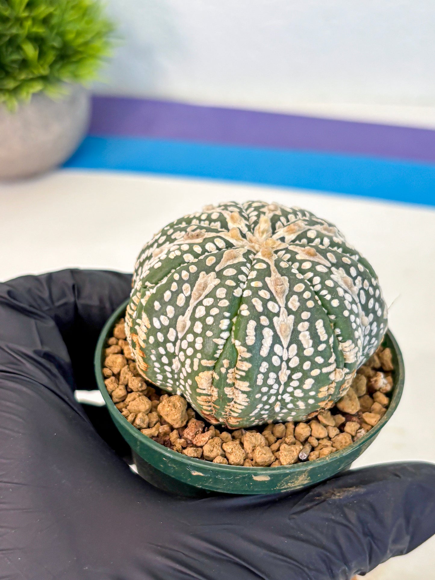 Astrophytum V Type (at2) (15) | Live Plant | Rare Collection