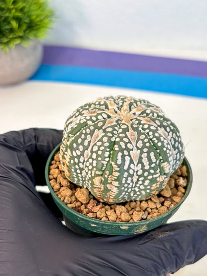 Astrophytum V Type (at2) (15) | Live Plant | Rare Collection