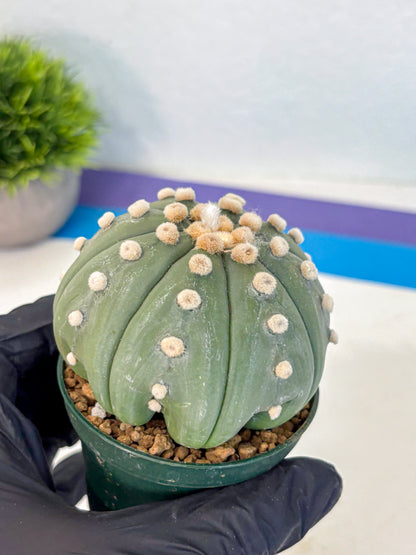 Astrophytum Oobito Nudum (at9) (15) | Cactus Plant