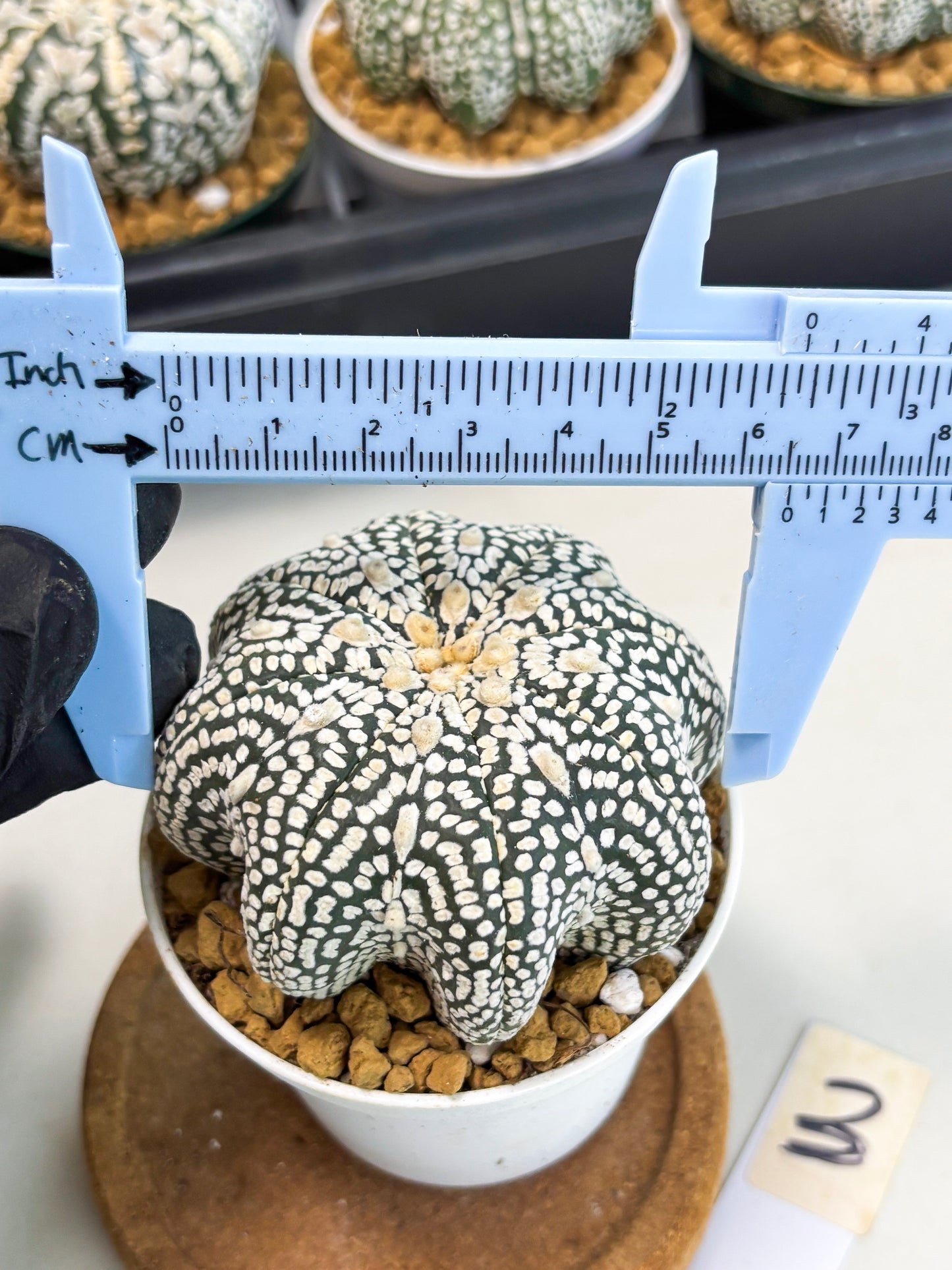 Astrophytum Star Shape (at2) (g3) | Japanese Import
