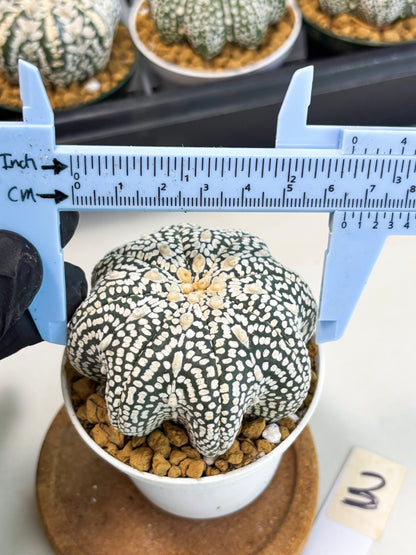 Astrophytum Star Shape (at2) (g3) | Japanese Import