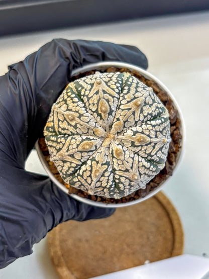 Astrophytum V Type (at5) (15) |  Sea urchin cactus