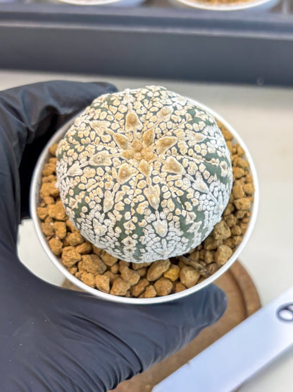 Astrophytum V-Type (at5) (y6) | Rare imported Plant