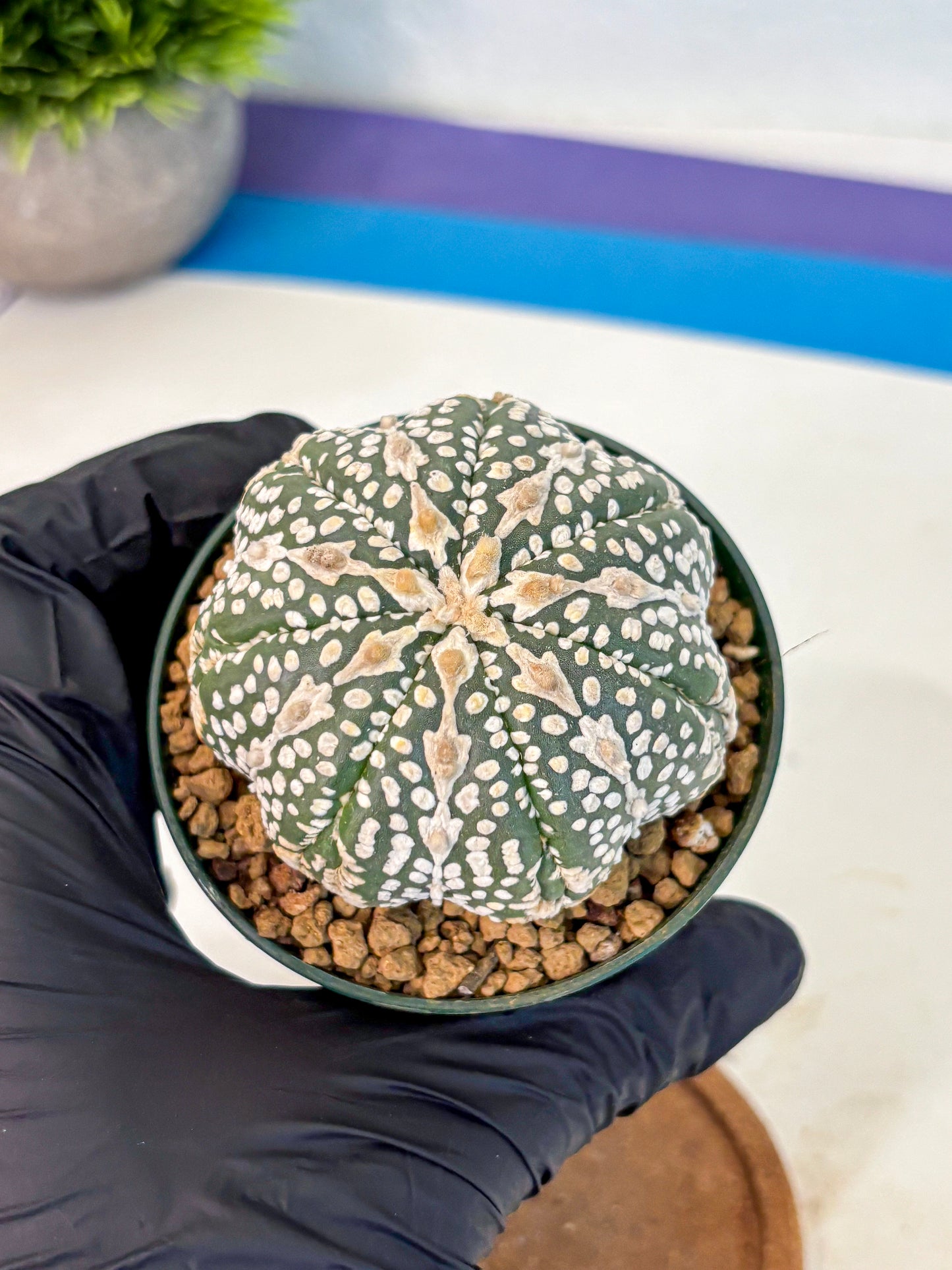 Astrophytum V Type (at2) (15) | Live Plant | Rare Collection