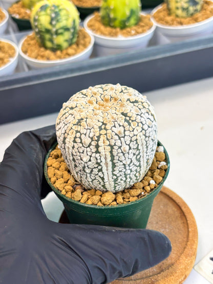 Astrophytum V-Type (at1) (p4) | Imported Cactus