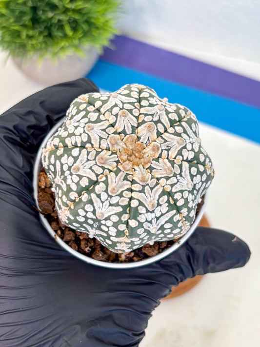 Astrophytum V Type (at5) (01) |  Sea urchin cactus