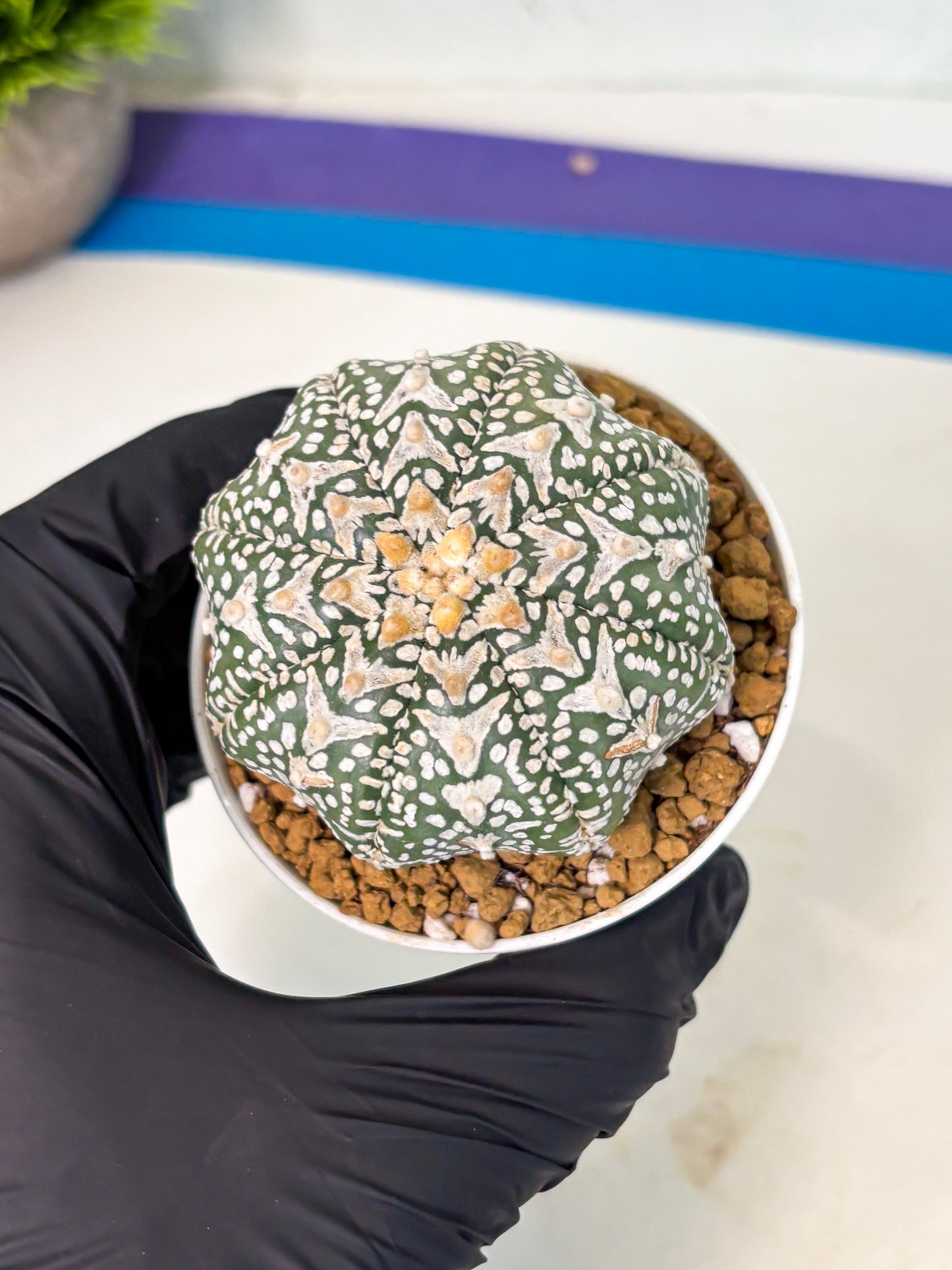 Astrophytum V-Type (at5) (p1) | Rare imported Plant