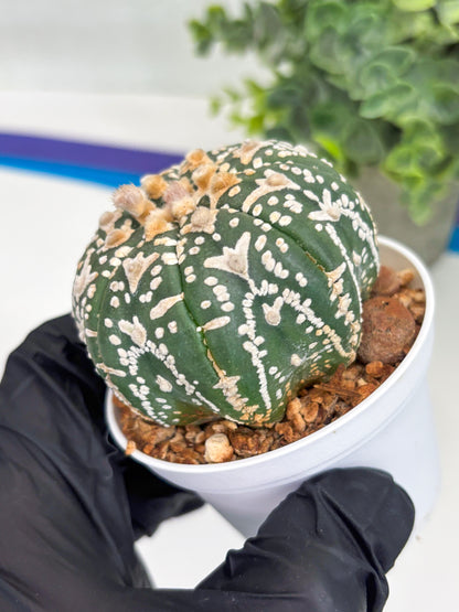 Astrophytum Super Kabuto V Type (T4) (b1) | Las Vegas Seller