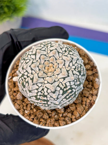 Astrophytum V Type (at2) (01) | Live Plant | Rare Collection