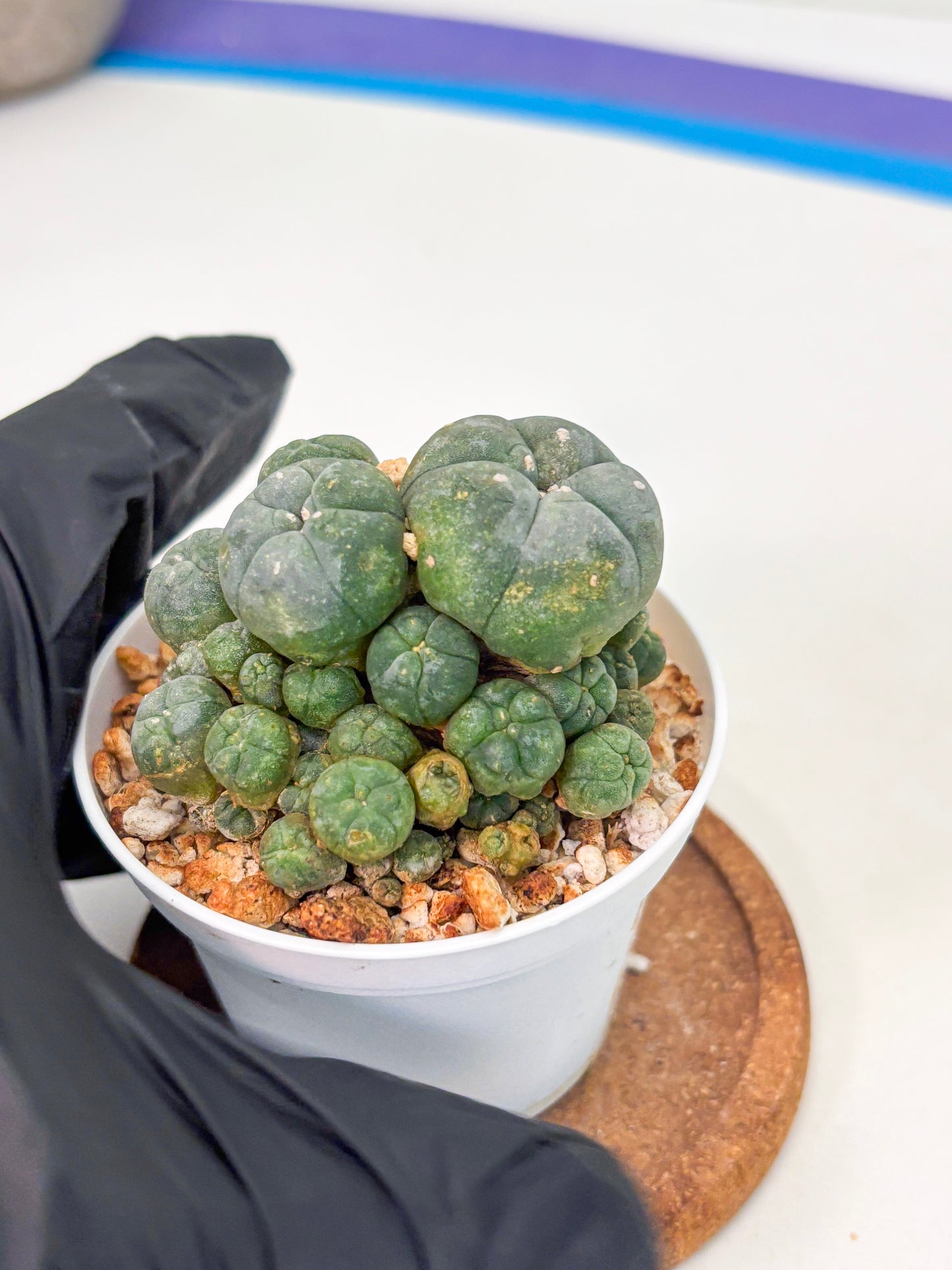 Spineless Cactus (Lo1) (p2) | For Advanced Growers
