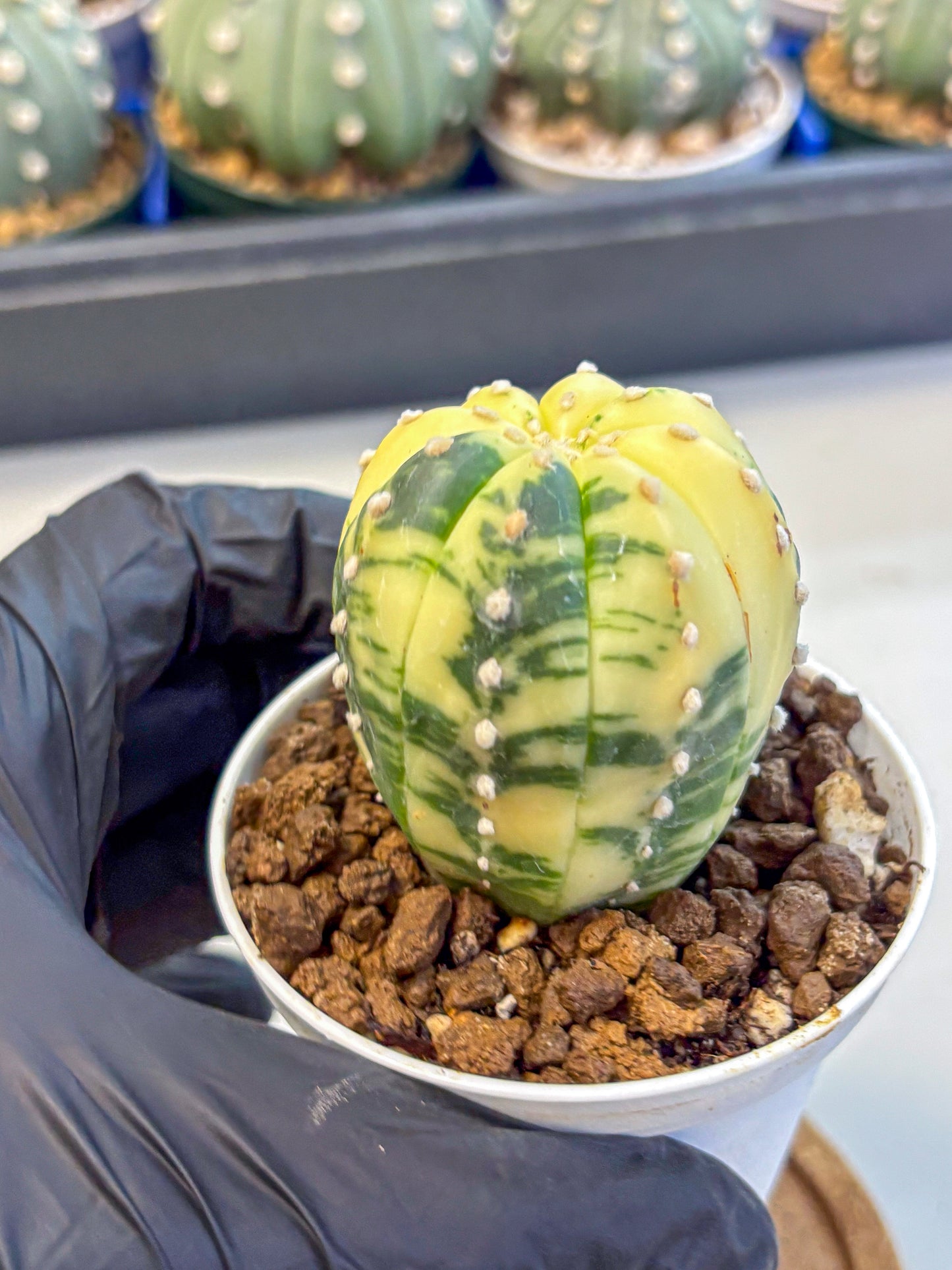 Astrophytum Variegated (at9) (02) | Rare Plant | Live Cactus