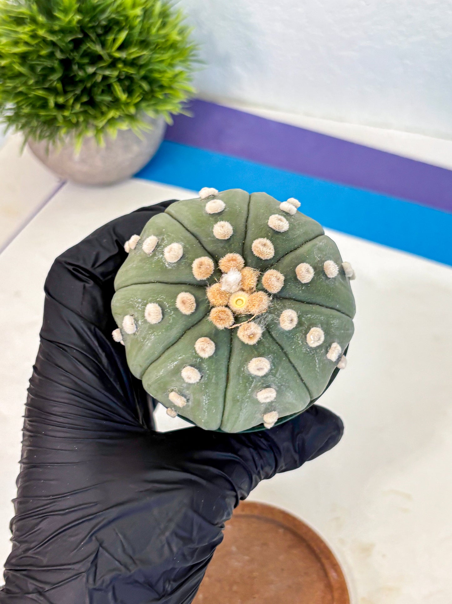 Astrophytum Oobito Nudum (at9) (15) | Cactus Plant