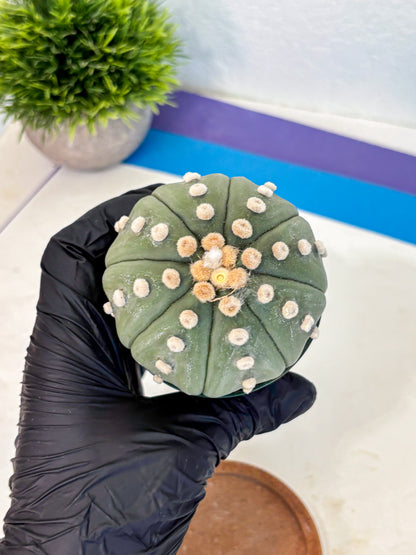 Astrophytum Oobito Nudum (at9) (15) | Cactus Plant