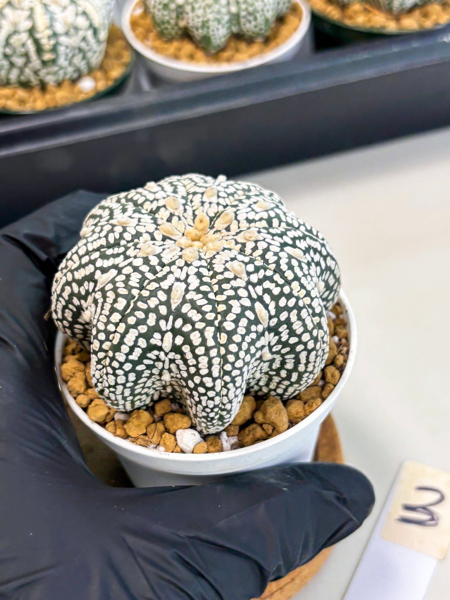 Astrophytum Star Shape (at2) (g3) | Japanese Import