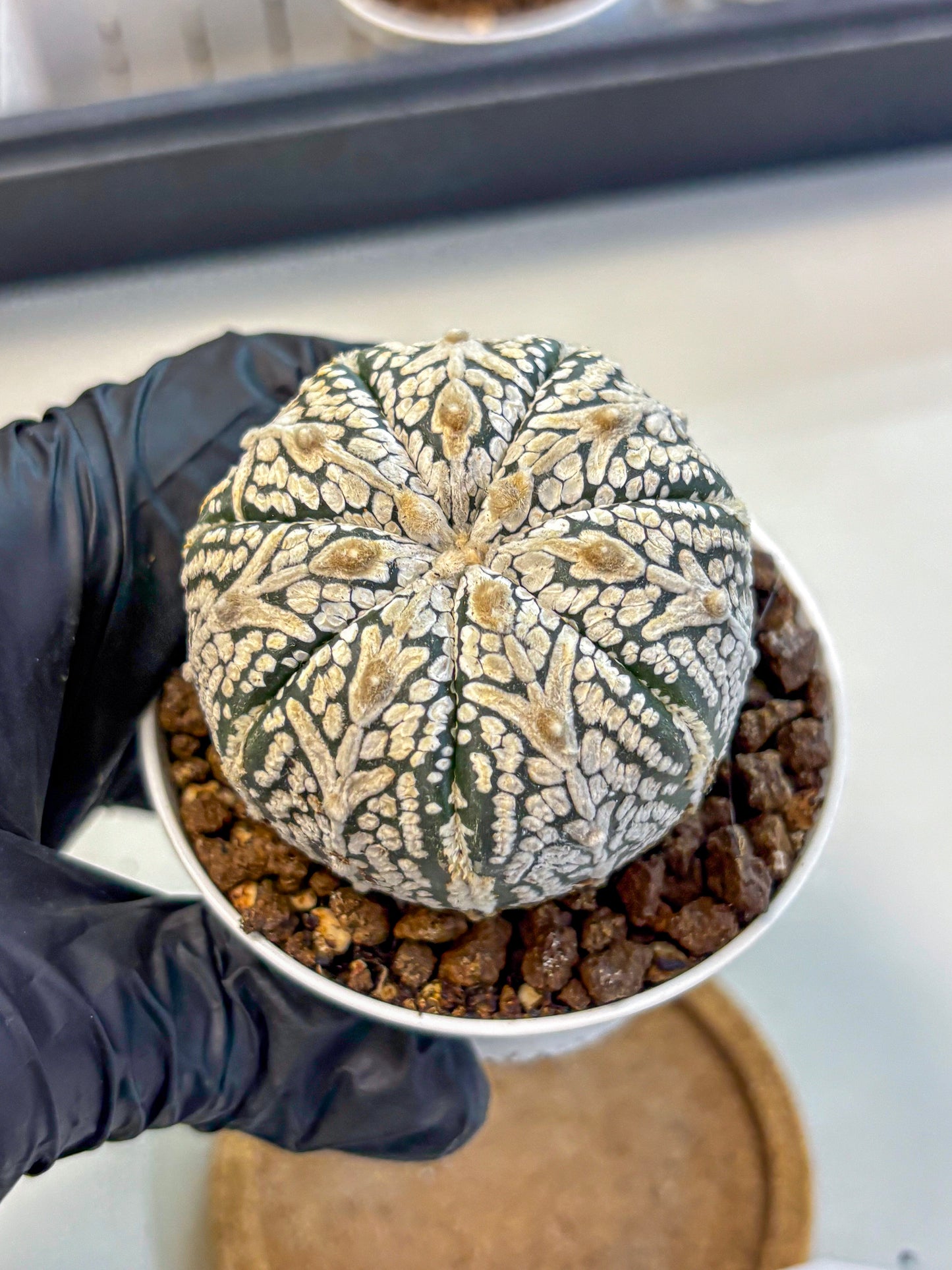 Astrophytum V Type (at5) (15) |  Sea urchin cactus