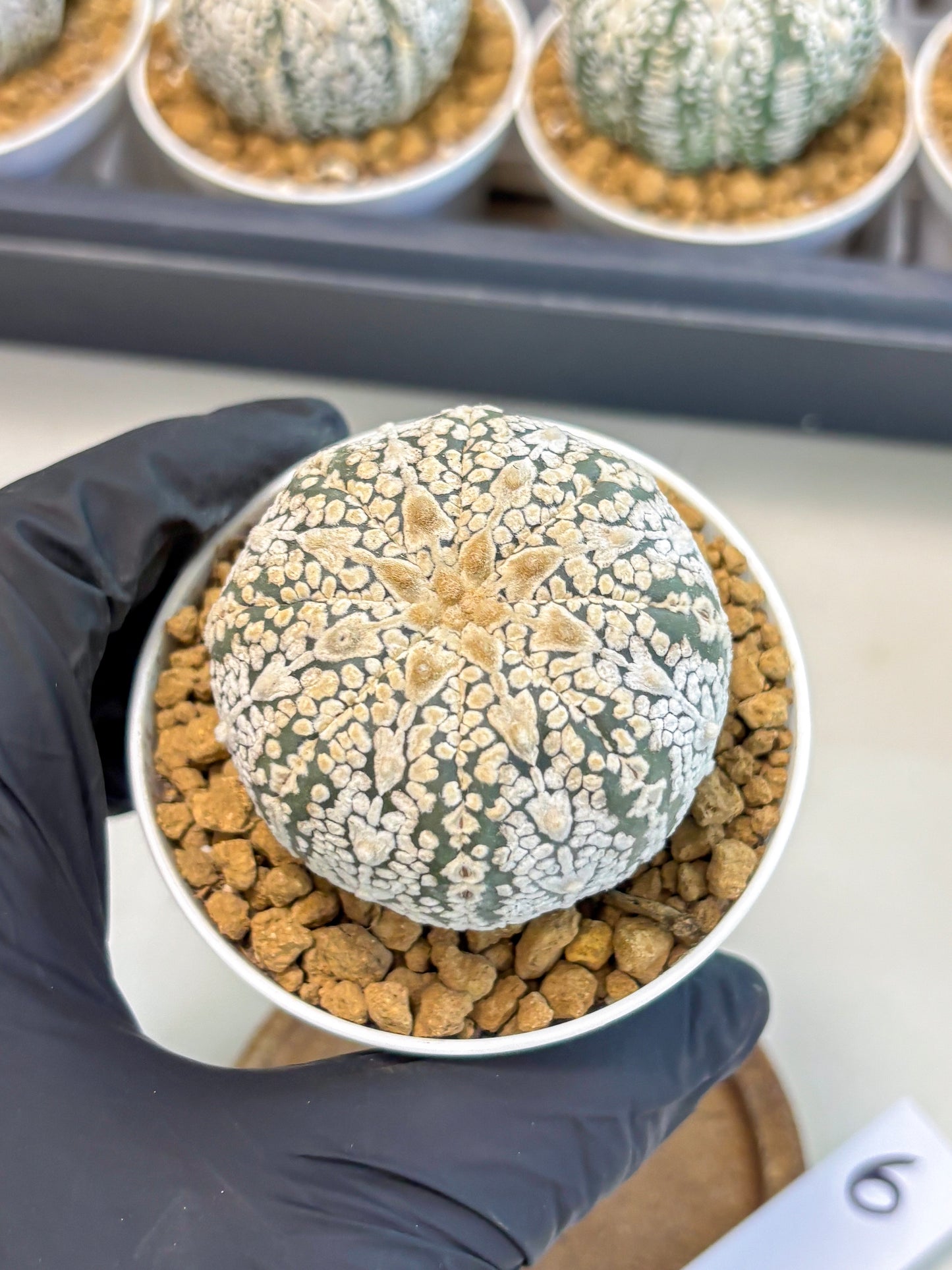 Astrophytum V-Type (at5) (y6) | Rare imported Plant