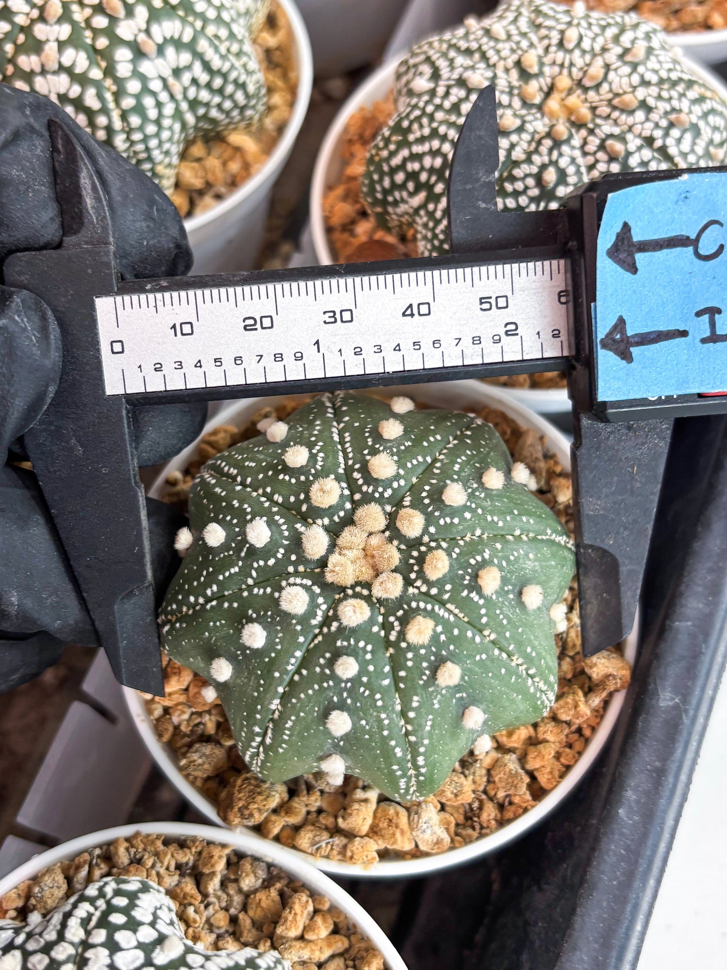 Astrophytum Star Shape (t3) (r5) | 3" Pot