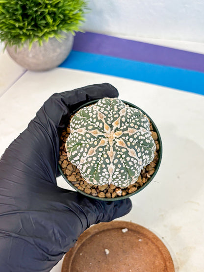 Astrophytum V Type (at2) (15) | Live Plant | Rare Collection