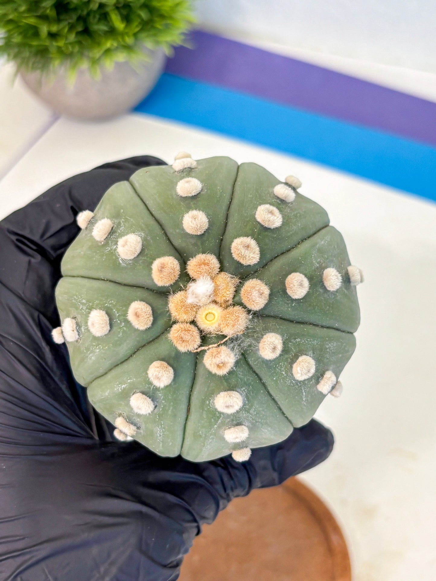 Astrophytum Oobito Nudum (at9) (15) | Cactus Plant