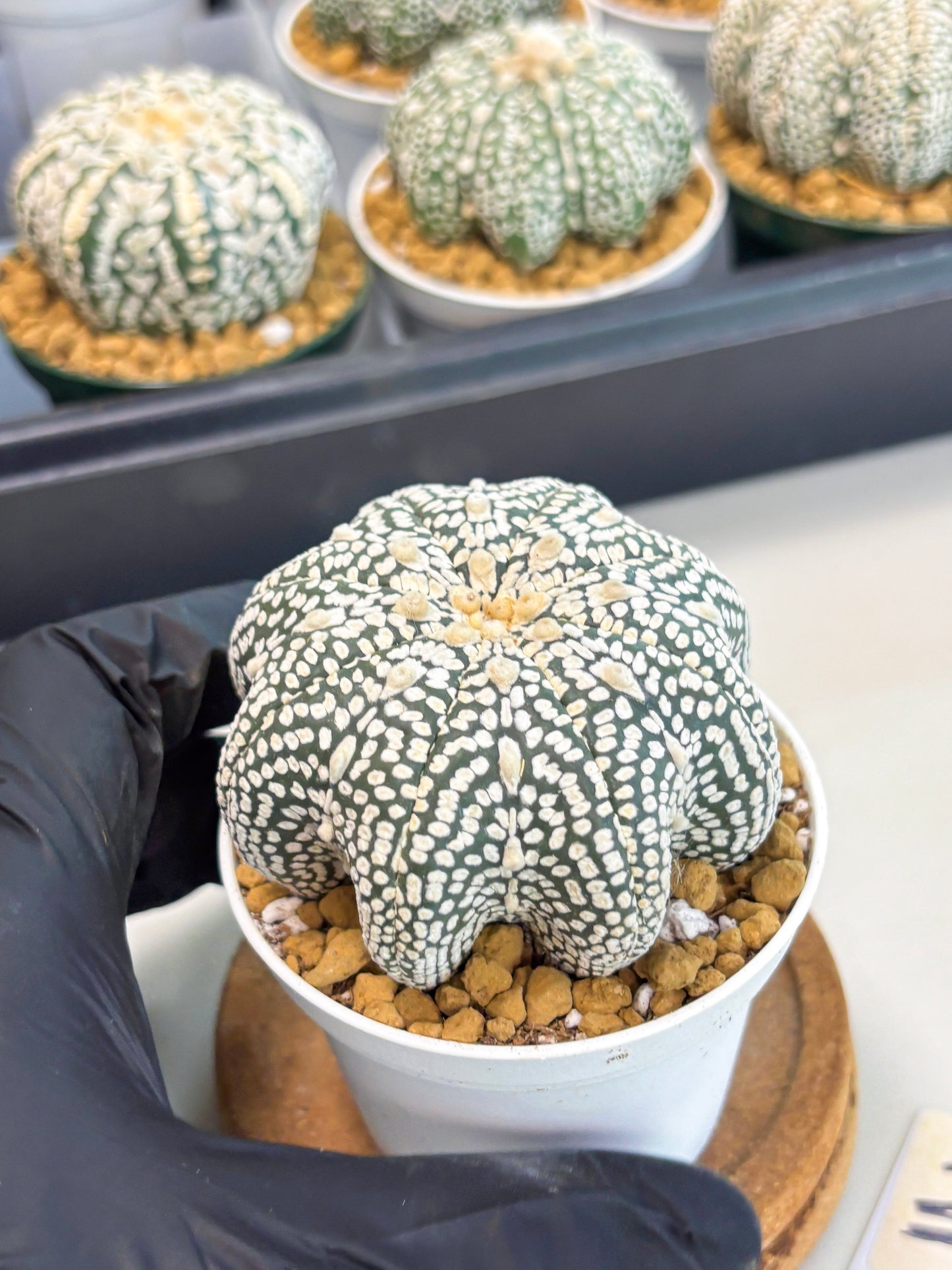 Astrophytum Star Shape (at2) (g3) | Japanese Import