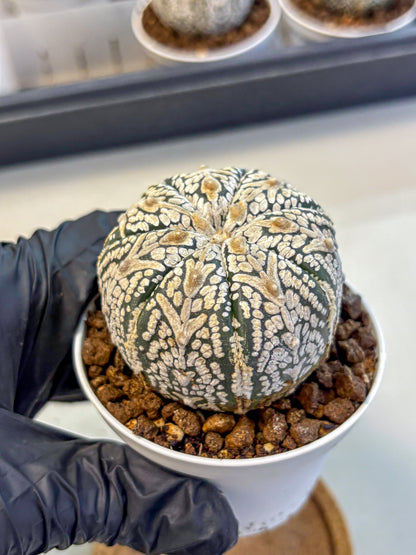 Astrophytum V Type (at5) (15) |  Sea urchin cactus