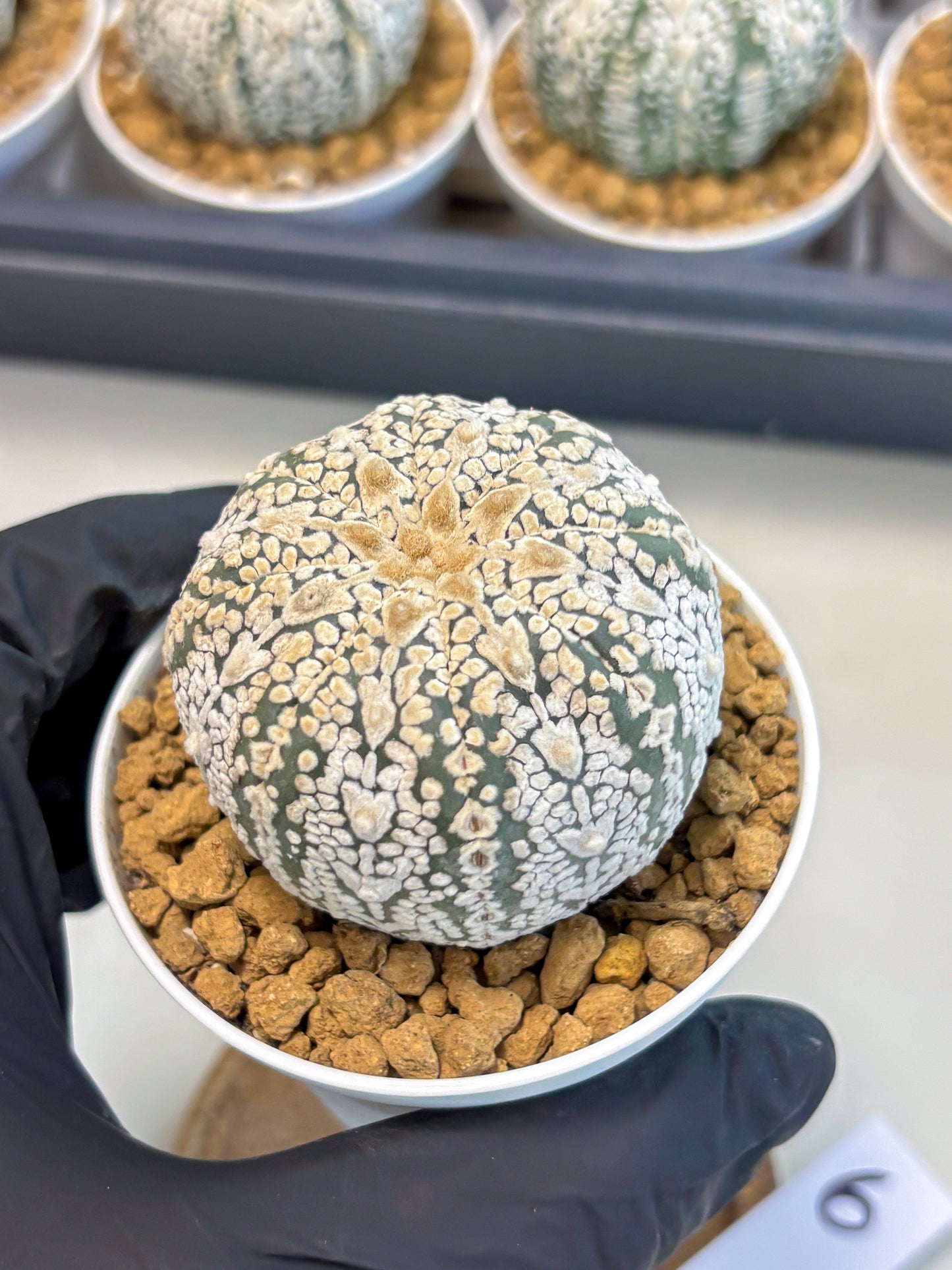 Astrophytum V-Type (at5) (y6) | Rare imported Plant