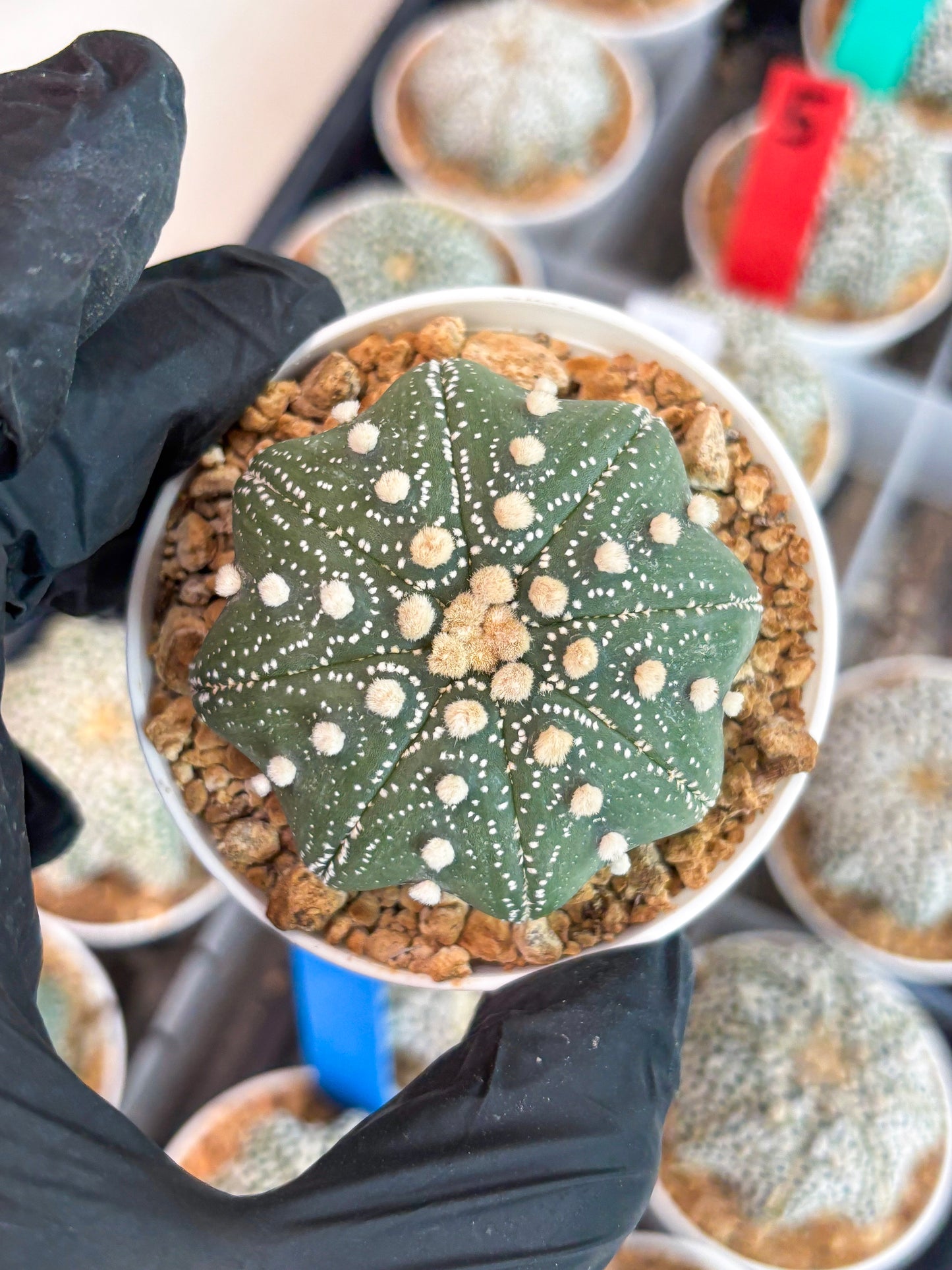 Astrophytum Star Shape (t3) (r5) | 3" Pot