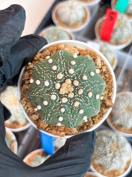 Astrophytum Star Shape (t3) (r5) | 3" Pot
