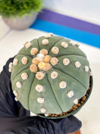 Astrophytum Oobito Nudum (at9) (15) | Cactus Plant