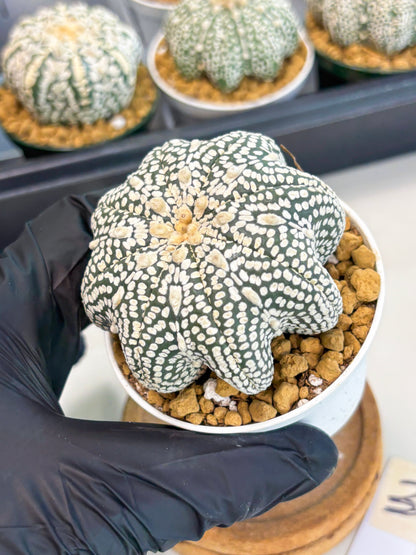 Astrophytum Star Shape (at2) (g3) | Japanese Import