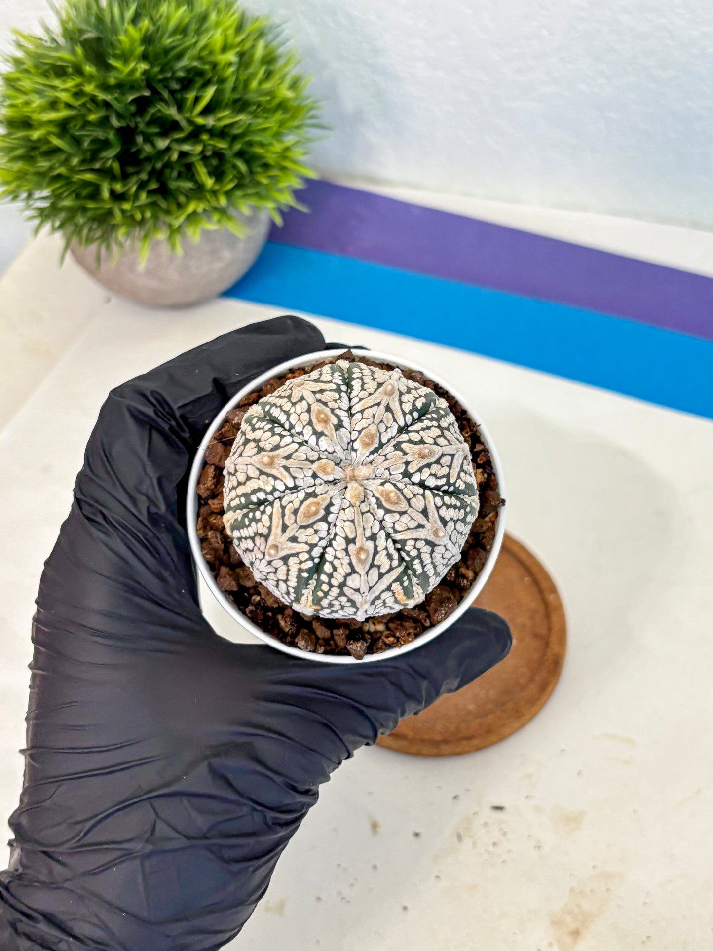 Astrophytum V Type (at5) (15) |  Sea urchin cactus