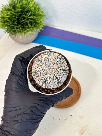 Astrophytum V Type (at5) (15) |  Sea urchin cactus