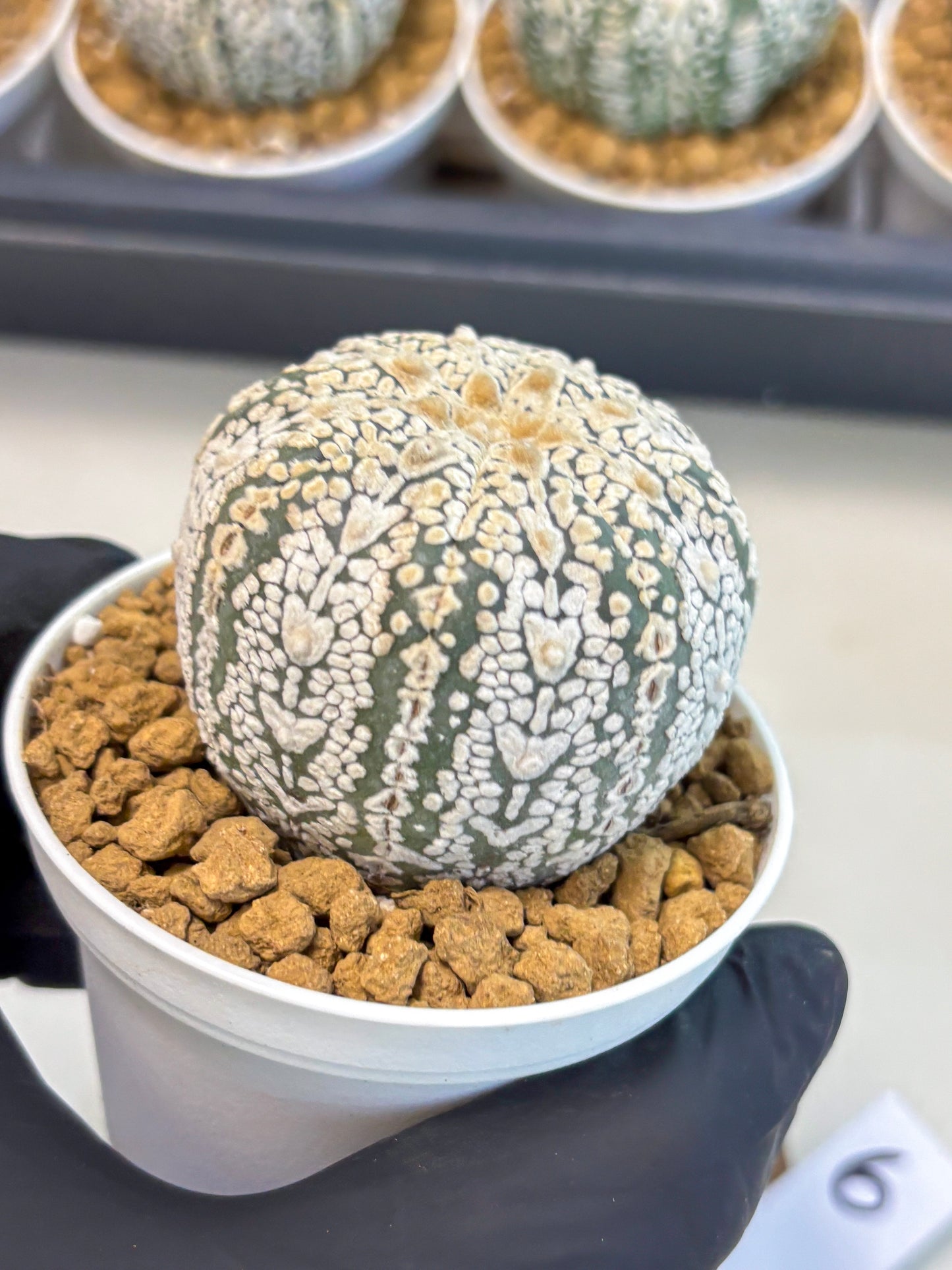 Astrophytum V-Type (at5) (y6) | Rare imported Plant