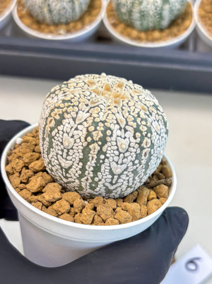 Astrophytum V-Type (at5) (y6) | Rare imported Plant