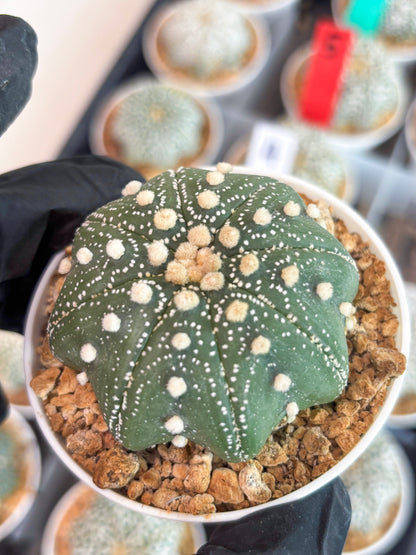 Astrophytum Star Shape (t3) (r5) | 3" Pot