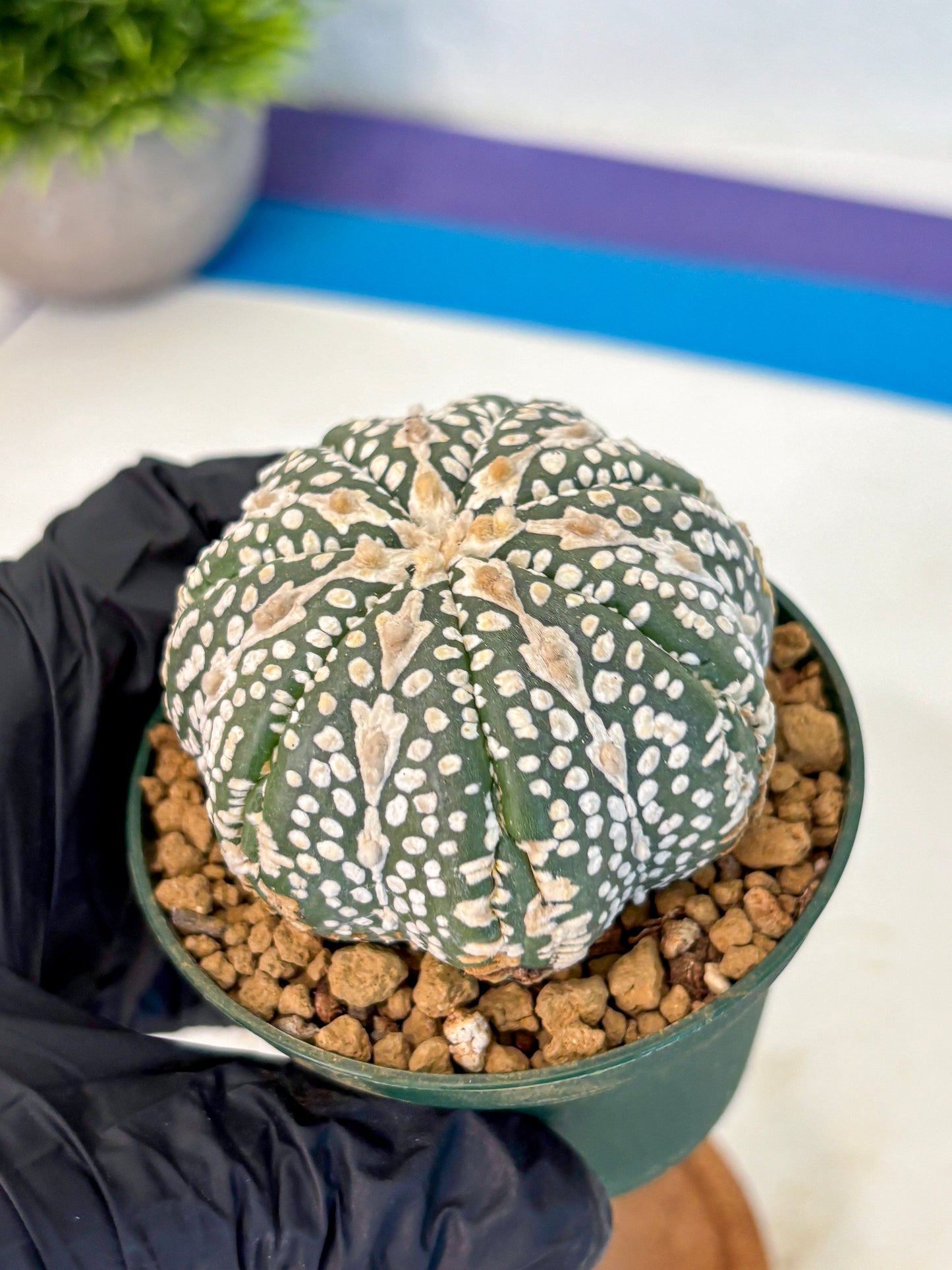 Astrophytum V Type (at2) (15) | Live Plant | Rare Collection