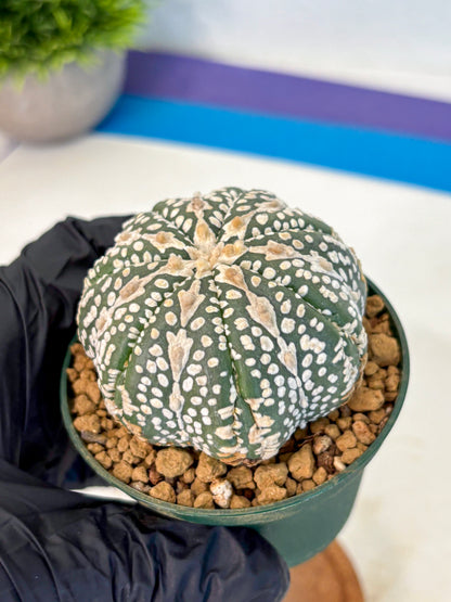 Astrophytum V Type (at2) (15) | Live Plant | Rare Collection
