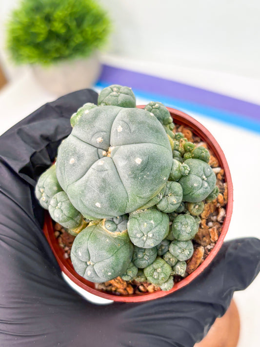 Spineless Cactus (Lo2) (y2) | For Advanced Growers