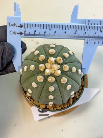 Astrophytum Oobito Nudum (at9) (16) | Cactus Plant