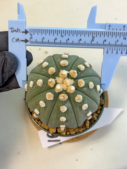 Astrophytum Oobito Nudum (at9) (16) | Cactus Plant